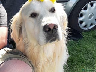 Golden Retriever dogs Purebred KC Registered Golden Retriever for Stud - Advert 22