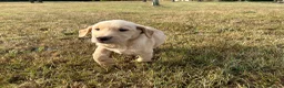 Labrador Retriever dogs for sale: Last remaining dog pup in York - Advert 5