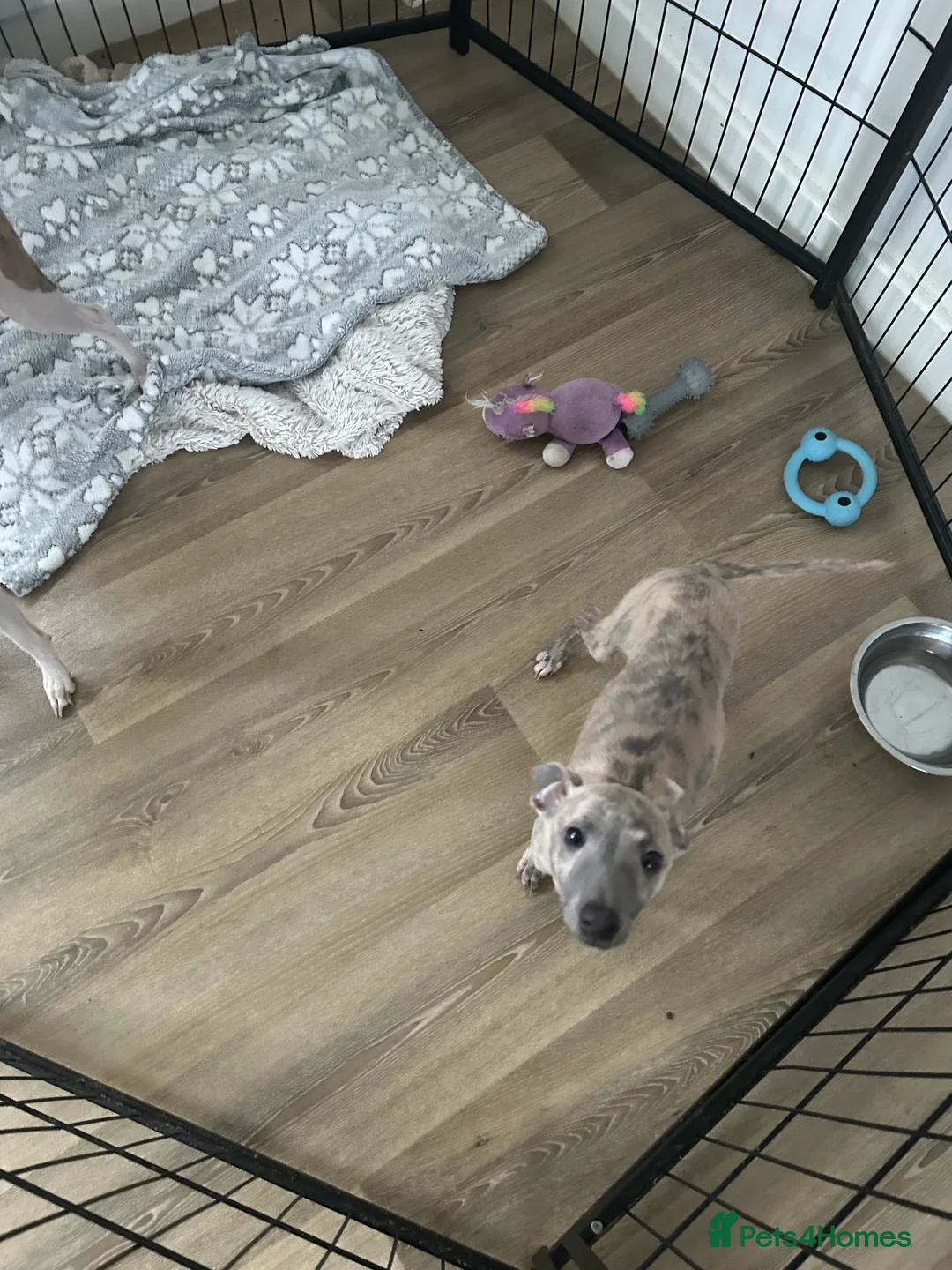 Mixed Breed dogs for sale: Beautiful Italian Greyhounds last little boy  - Advert 6