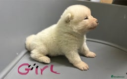 Akita dogs for sale: American Akita Puppies - Image 20