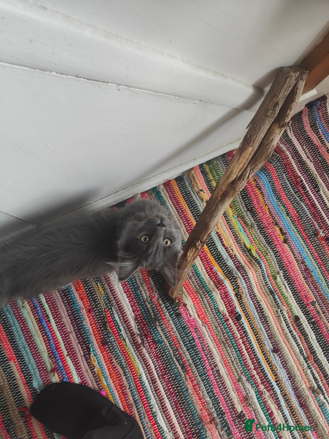 Ragcoon cats for sale: Maine coon X Ragdoll kitten - Image 12