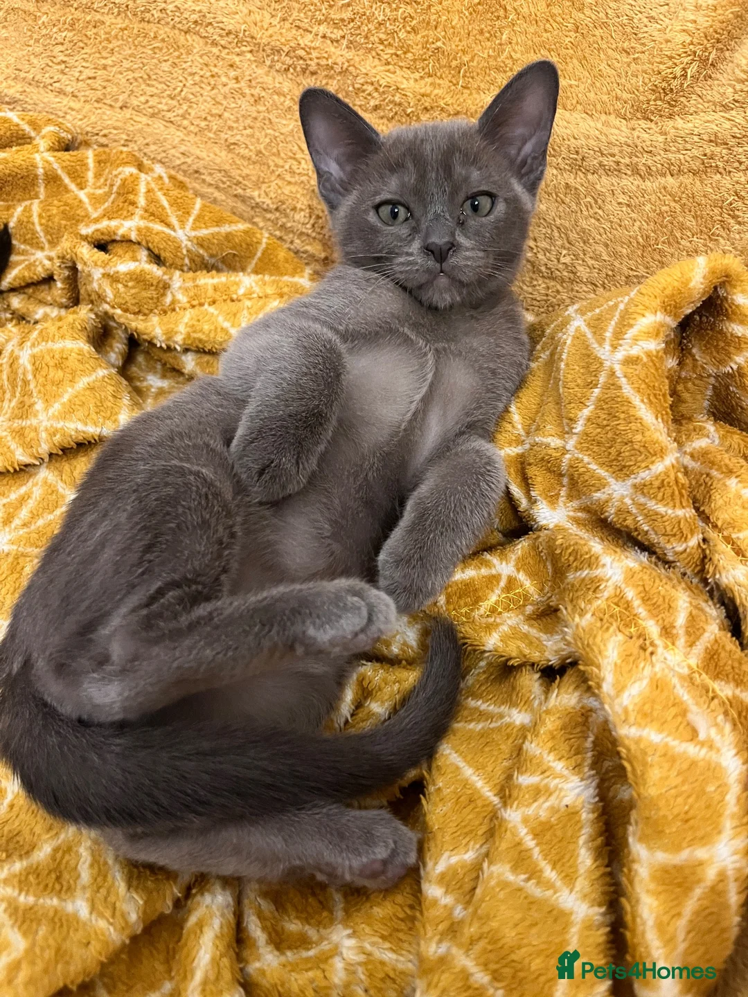 Burmese cats for sale: Litter of 6. 3 available  in Thatcham - Advert 2