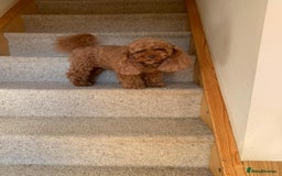Toy Poodle dogs for sale: Adorable Toy Poodle princess looking for a home! - Image 3
