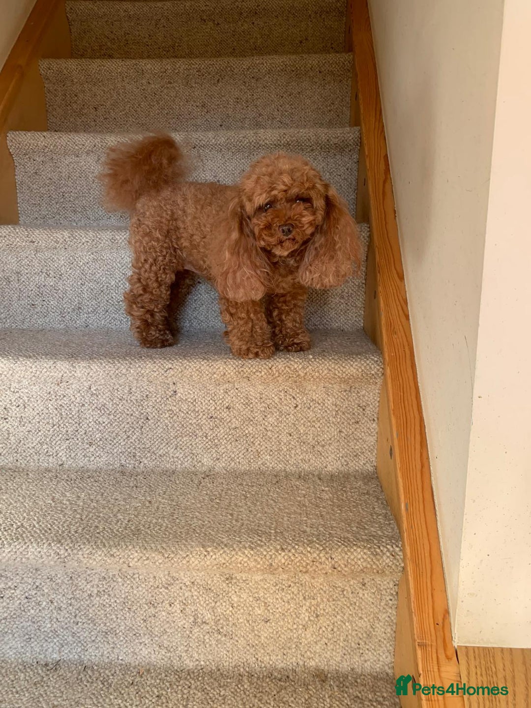 Toy Poodle dogs for sale: Adorable Toy Poodle princess looking for a home! - Image 3