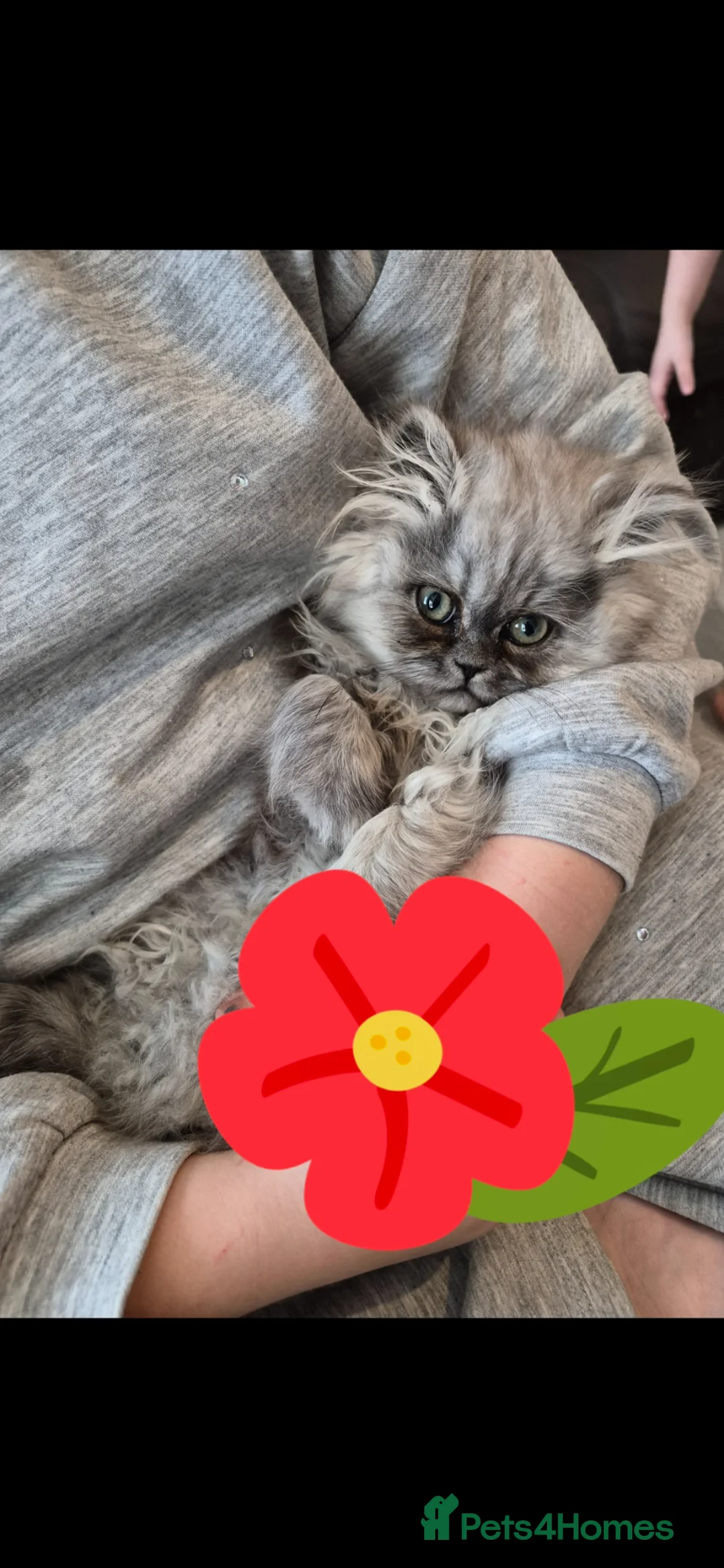 Persian cats for sale: Persian girl in Bristol - Advert 1