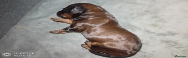 Cockapoo 2
