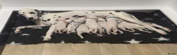 Dalmatian dogs for sale: Beautiful KC Registered Dalmatian Puppies - Advert 13