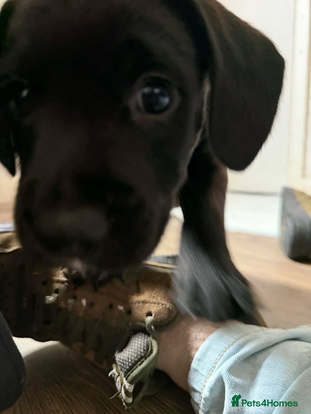 Mixed Breed dogs for sale: Two boys  in Deal - Advert 6