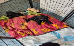 Mixed Breed dogs for sale: Black cockapoo - Image 3