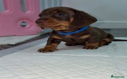 Miniature Dachshund dogs for sale: Miniature dachshund boy - Image 4