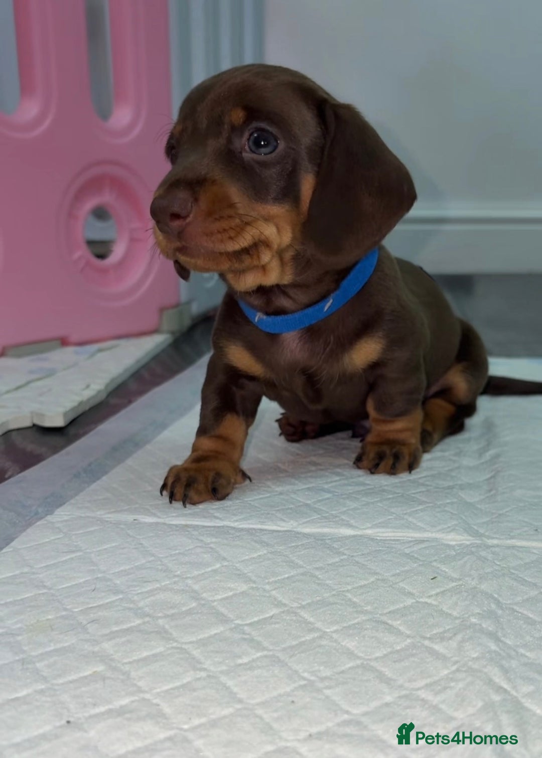 Miniature Dachshund dogs for sale: Miniature dachshund boy - Image 4