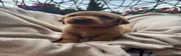 Labrador Retriever dogs for sale: Fox Red Labrador Puppy’s for Sale - Advert 23