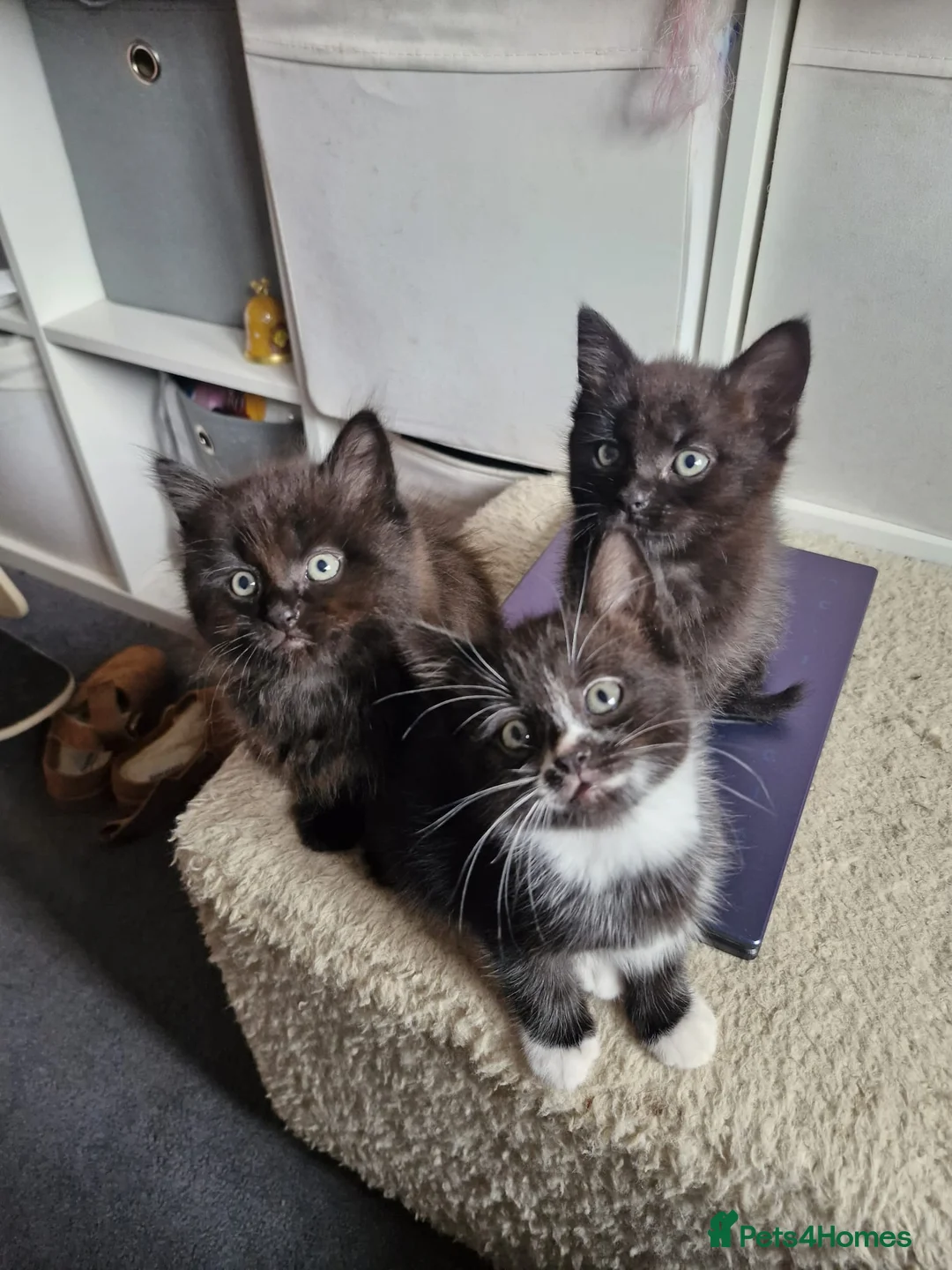 Mixed Breed cats for sale: 3 gorgeous kittens  - Advert 1