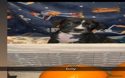 Mixed Breed dogs for sale: 8 beautiful pups for sale  - Image 11