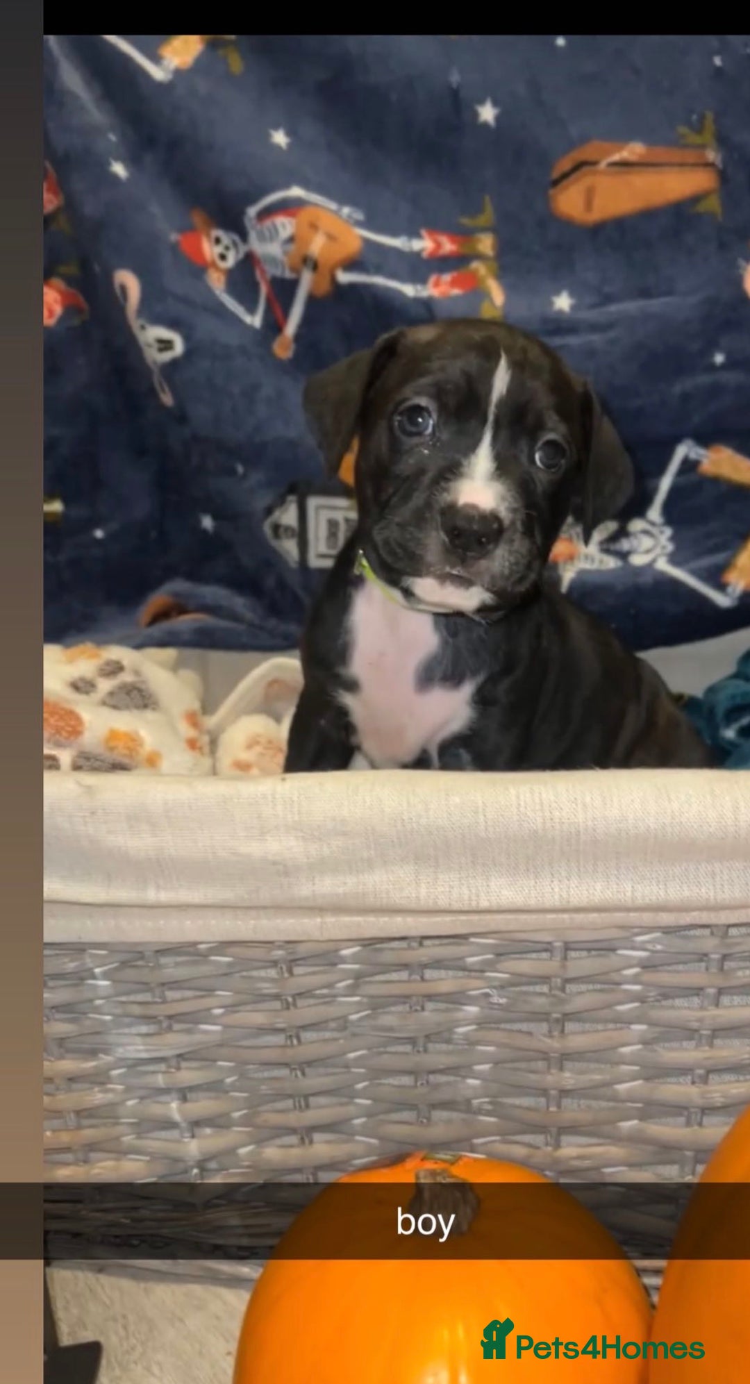 Mixed Breed dogs for sale: 8 beautiful pups for sale  - Image 11