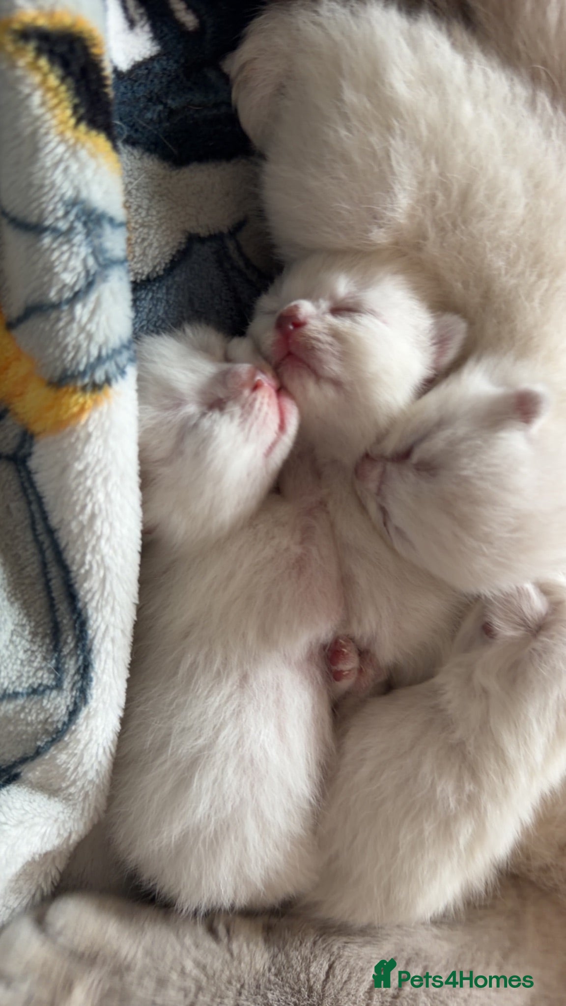 British Shorthair cats bsh kittens for sale  - Advert 13