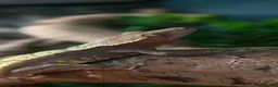 Gecko reptiles for sale: Male Crested Gecko and (Gargoyle) - Advert 4