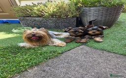 Yorkshire Terrier dogs for sale: Mini Yorkshire terrier puppies  - Image 3
