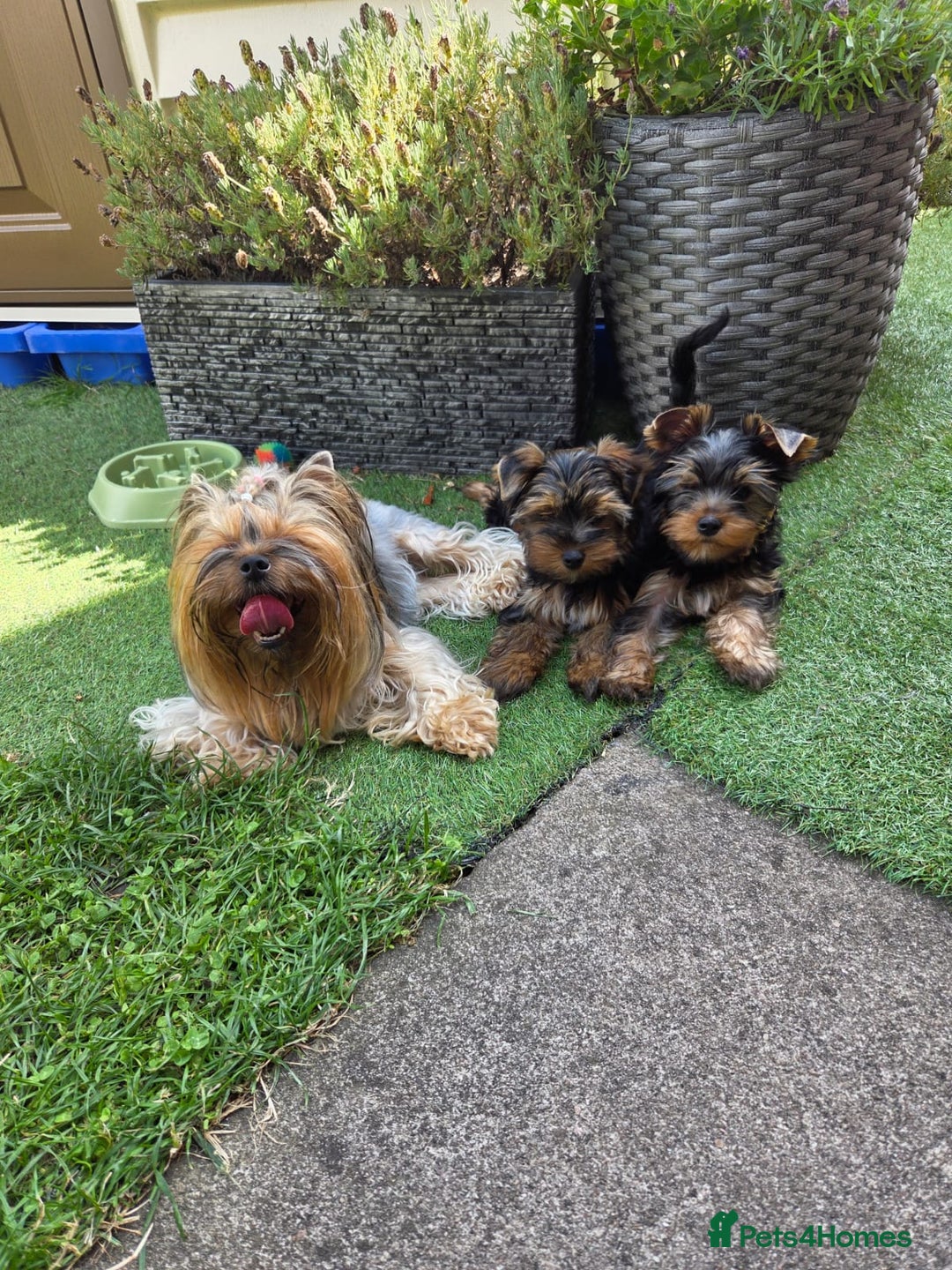 Yorkshire Terrier dogs for sale: Mini Yorkshire terrier puppies  - Image 3