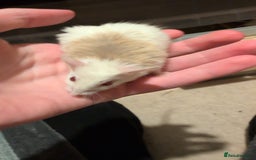 Mouse rodents for sale: Super tame handled African soft fur mice  - Image 11