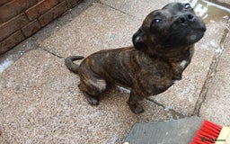 Staffordshire Bull Terrier dogs for sale: Staffie female 2years old  - Image 1