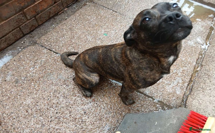 Staffordshire Bull Terrier dogs - Advert 16