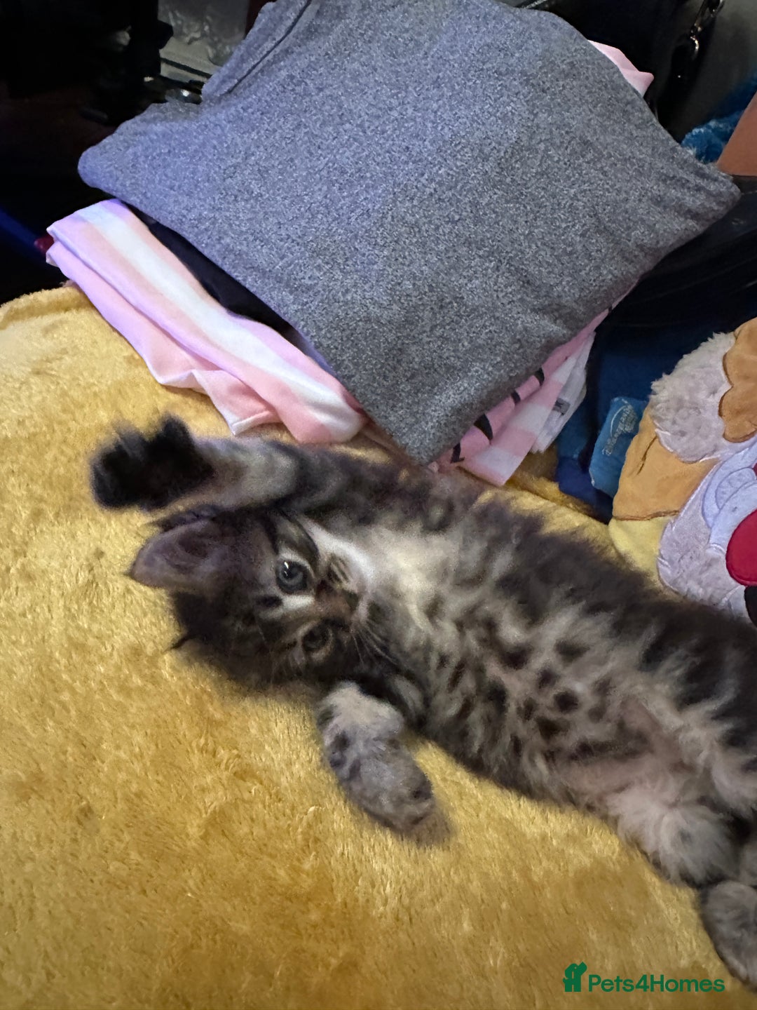 Mixed Breed cats for sale: 3 Half Ragdoll kittens; 2 boys and 1 girl - Advert 7