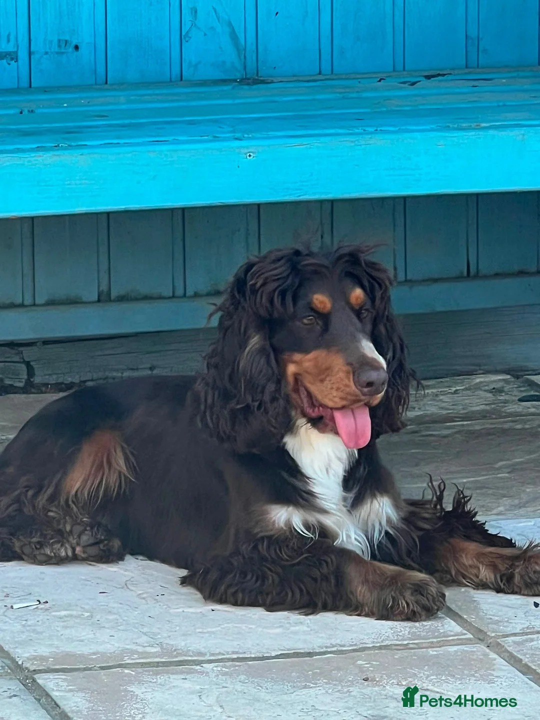 Cocker Spaniel dogs for stud: *for stud only* stunning show type cocker spaniel - Advert 2
