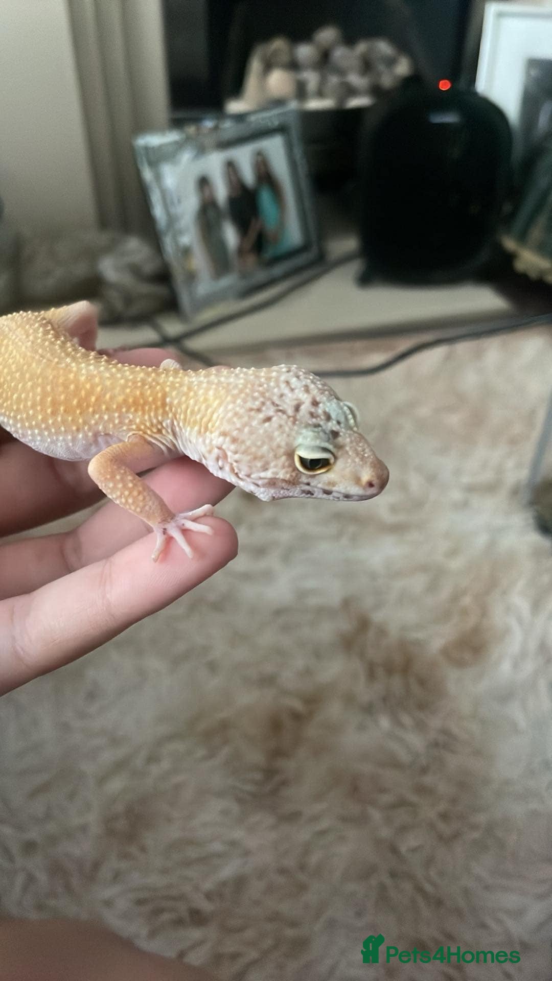 Leopard Gecko reptiles for sale: Lady for sale - Image 4