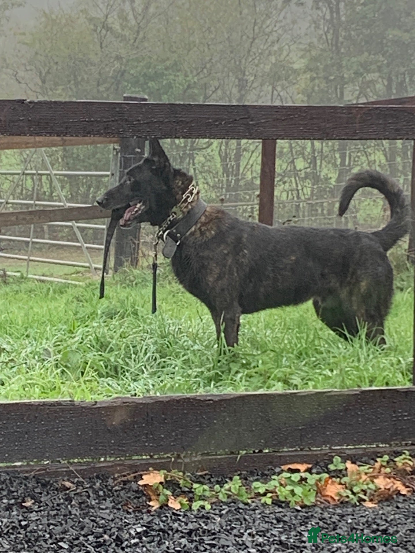 Belgian Shepherd Dog dogs for sale: Dutch herder male  - Advert 6