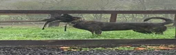 Belgian Shepherd Dog dogs for sale: Dutch herder male  in Bewdley - Advert 1