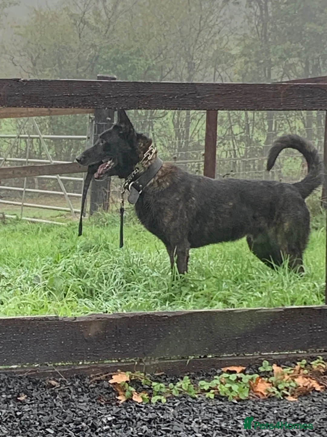 Belgian Shepherd Dog dogs for sale: Dutch herder male  in Bewdley - Advert 1