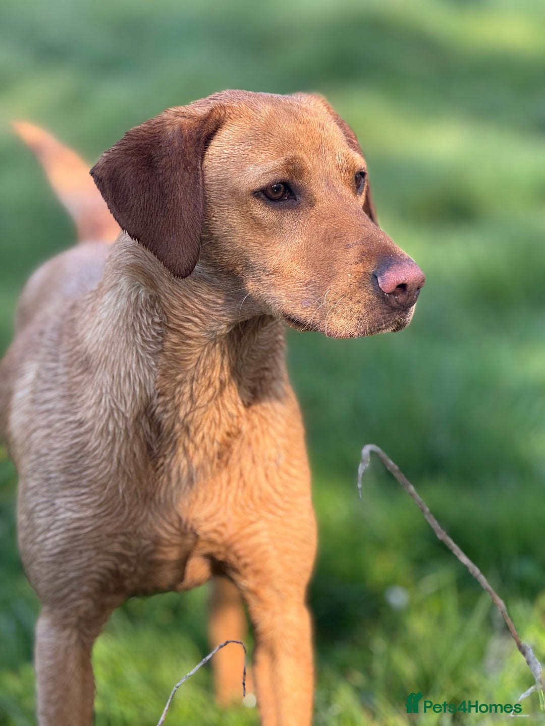 Labrador Retriever dogs for sale: Outstanding KC reg fox red Labrador puppies.  - Image 21