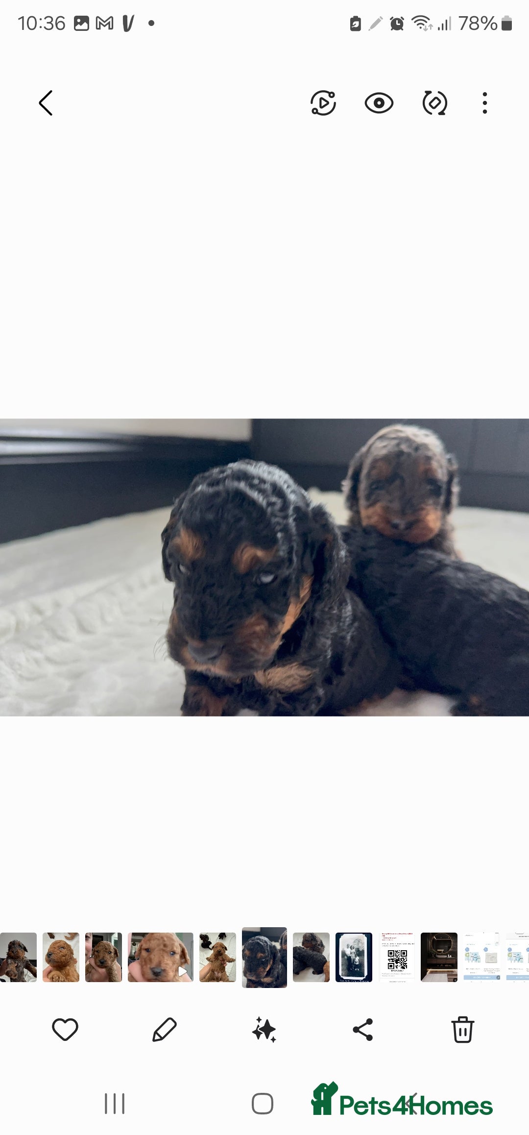 Cockapoo dogs for sale: F2 Cockapoo puppies for sale  - Image 12