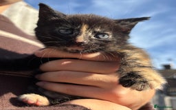 Mixed Breed cats for sale: 5 Gorgeous kittens available now - Image 18