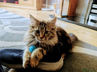 Maine Coon cats Beautiful female Maine coon kittens available - Advert 3