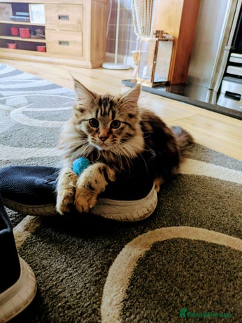 Maine Coon cats - Advert 2