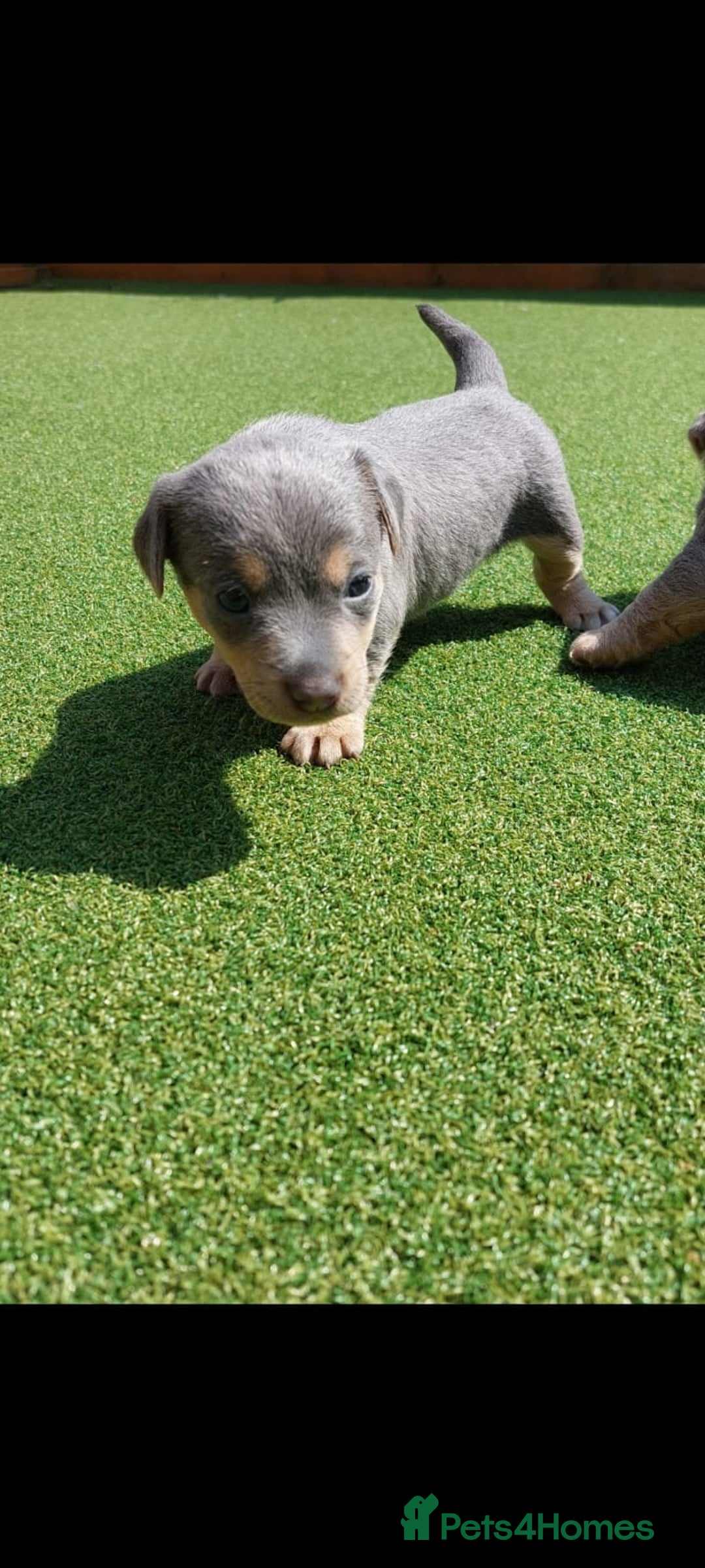 Jack Russell dogs for sale: Lilac/Blue Jack Russell puppies  in Hornchurch - Image 28