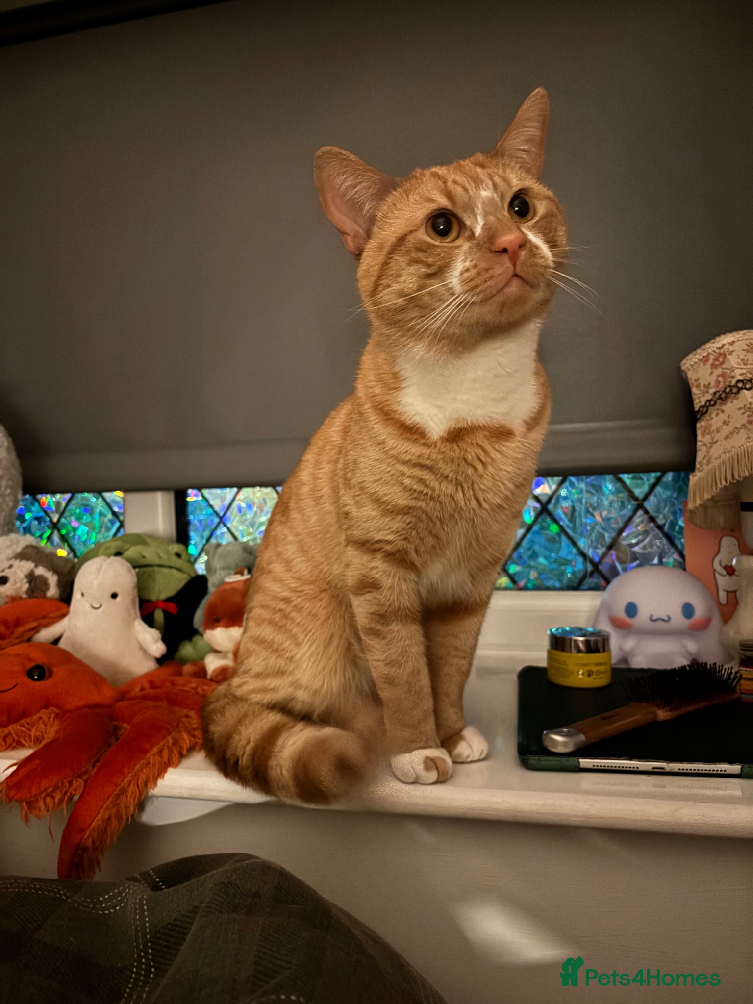 Mixed Breed cats cat for adoption  - Advert 2