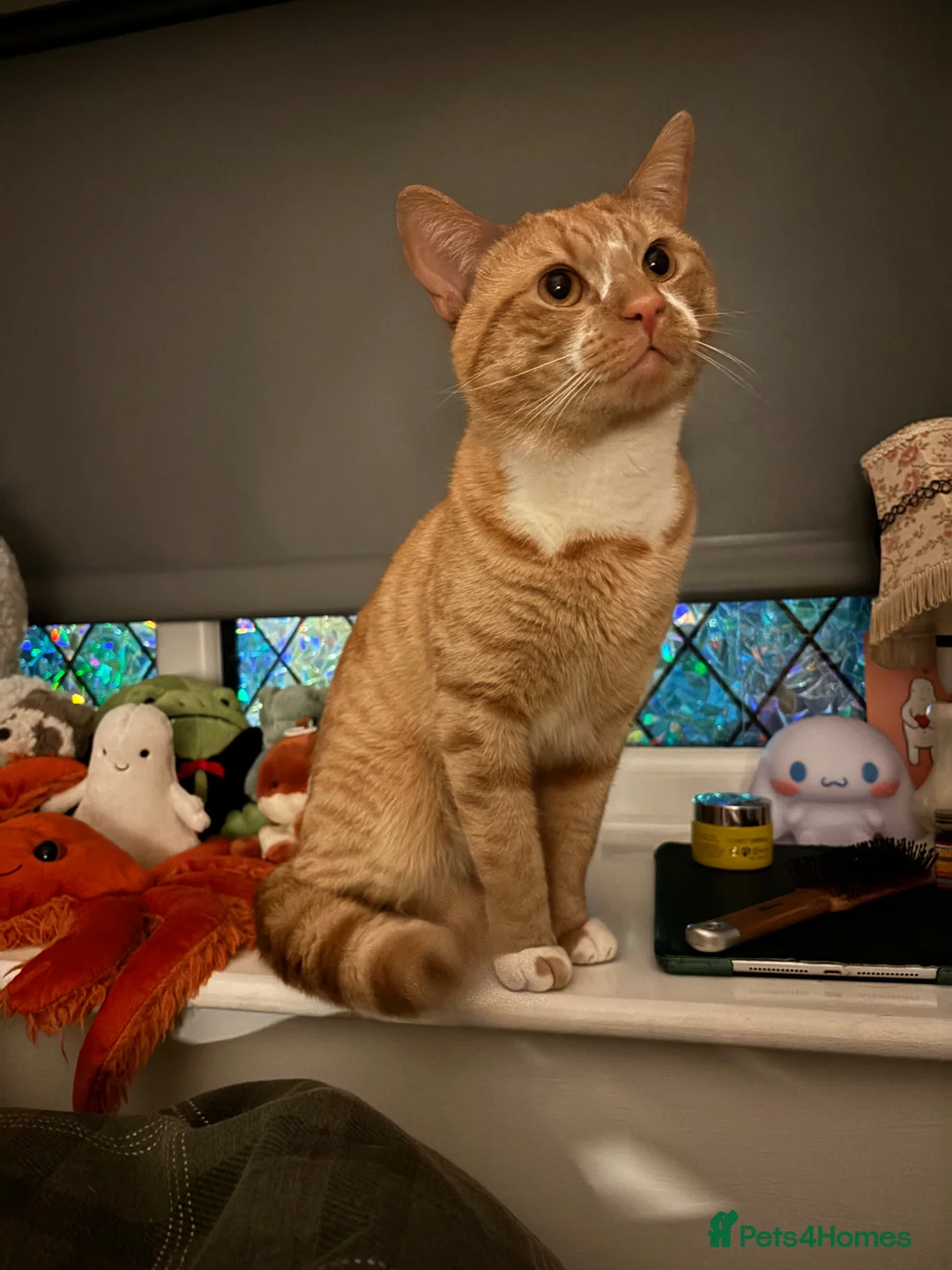 Mixed Breed cats for sale: cat for adoption  - Advert 1