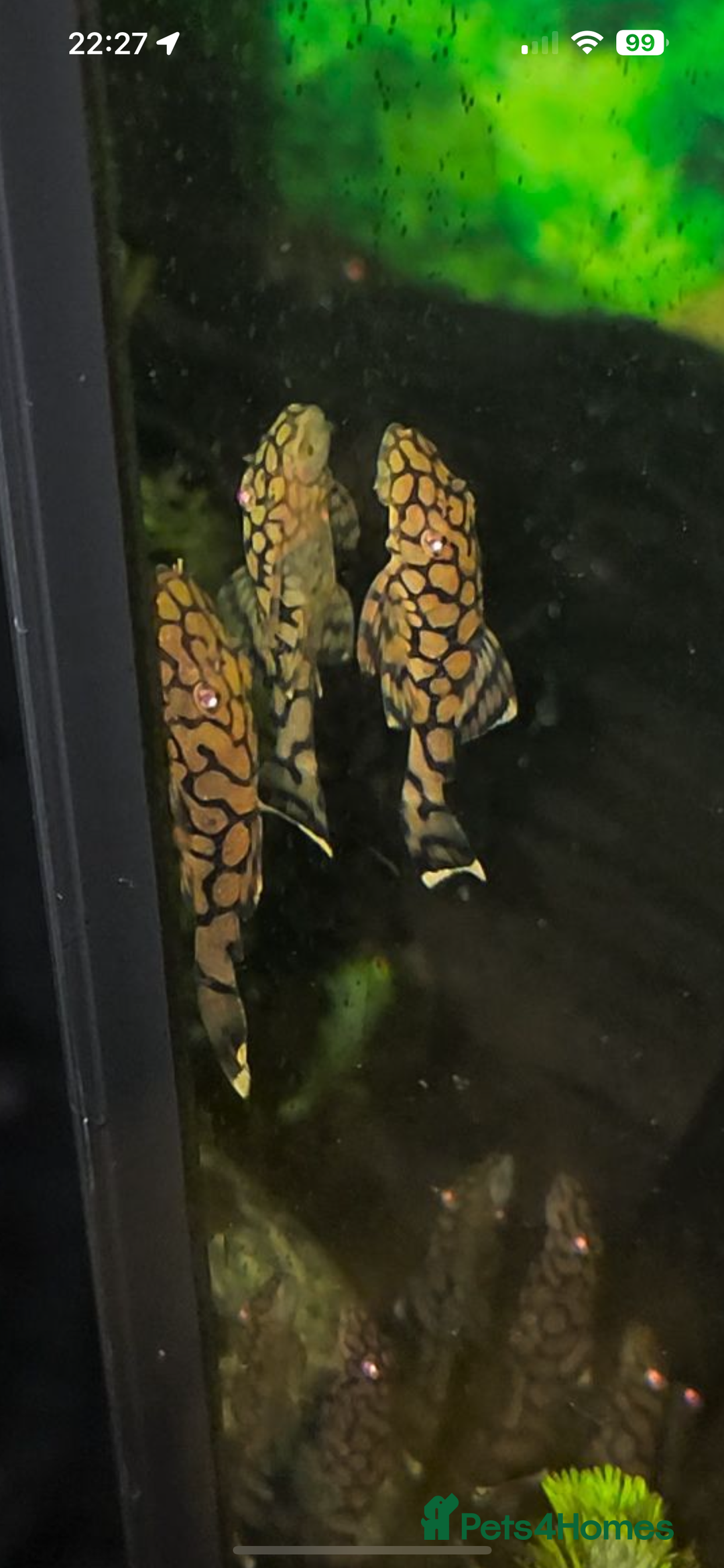 Plecos fish for sale: L519 Honeycomb Plecos  - Advert 6
