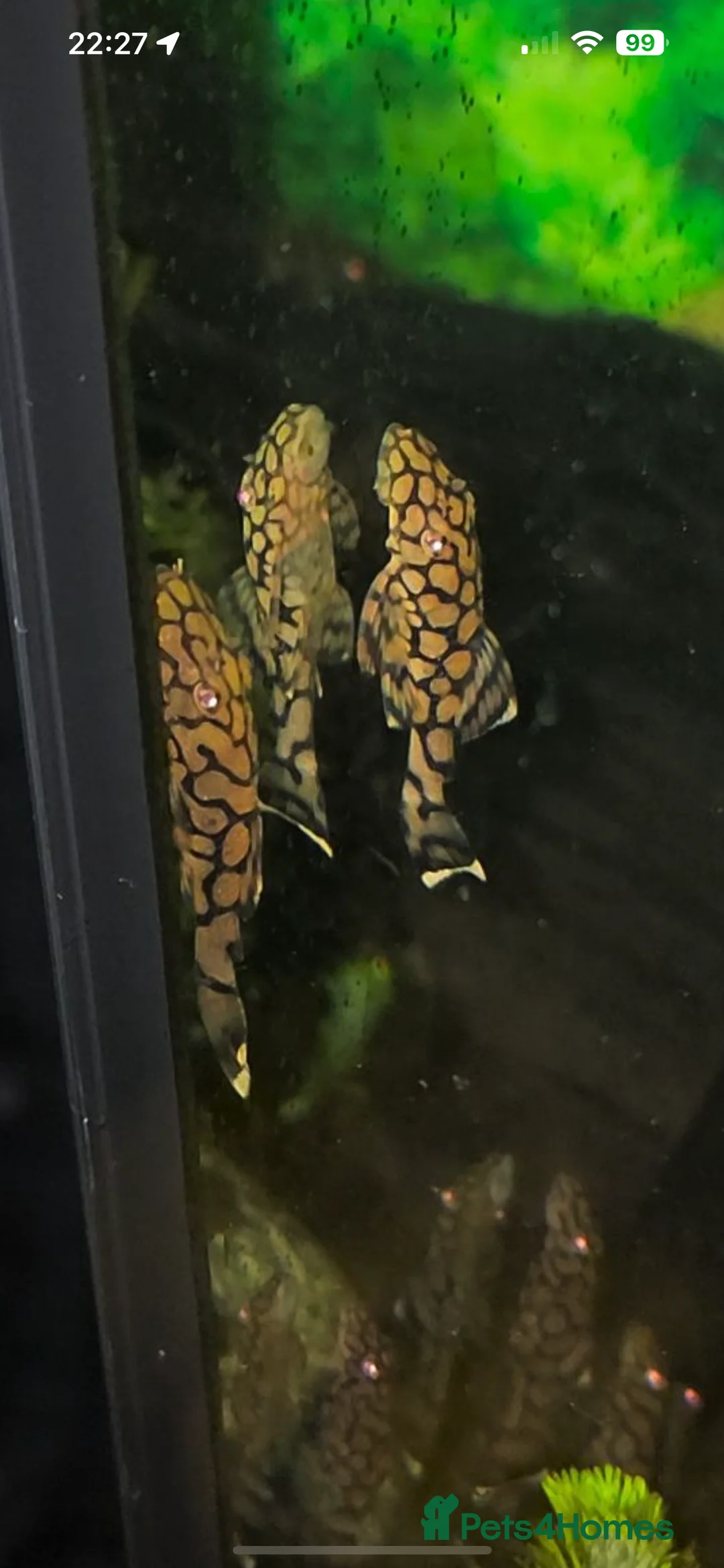 Plecos fish for sale: L519 Honeycomb Plecos  - Advert 6