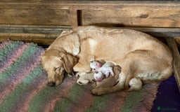 Labrador Retriever dogs for sale: Labrador puppies 5 gen pedigree health tested - Image 17