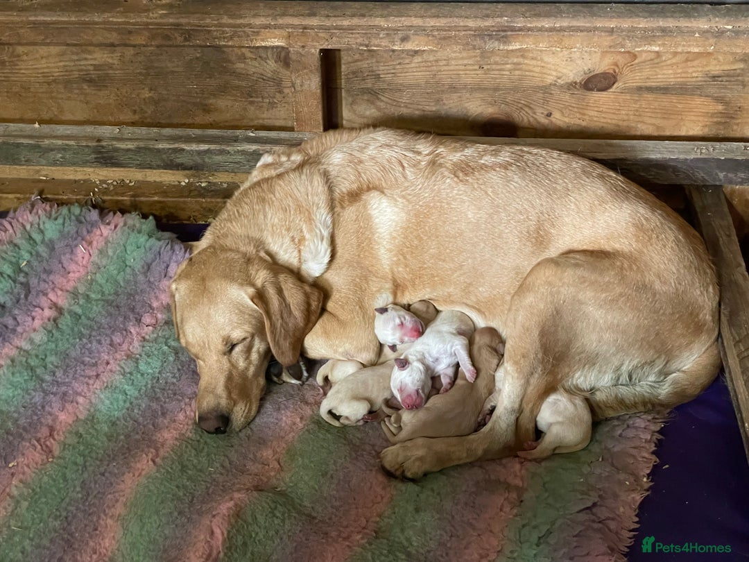 Labrador Retriever dogs for sale: Labrador puppies 5 gen pedigree health tested - Image 17