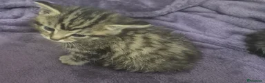 Mixed Breed 1