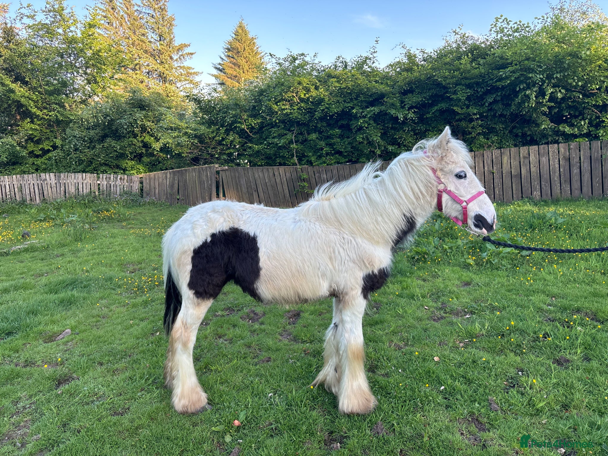 Irish Cob horses Two cob colts available together or separately  - Advert 9