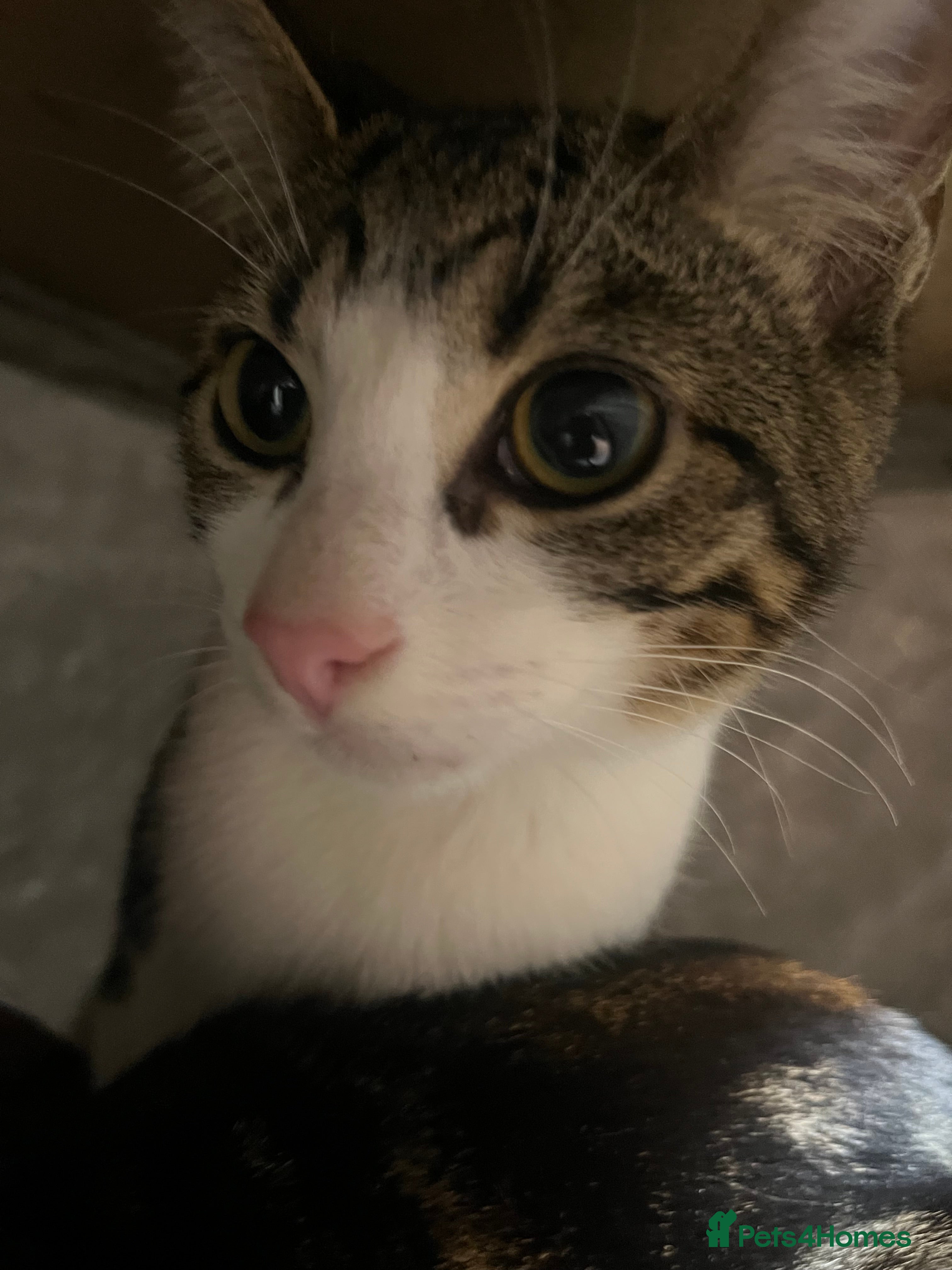 Mixed Breed cats 2 Boy kittens 6month old - Advert 21