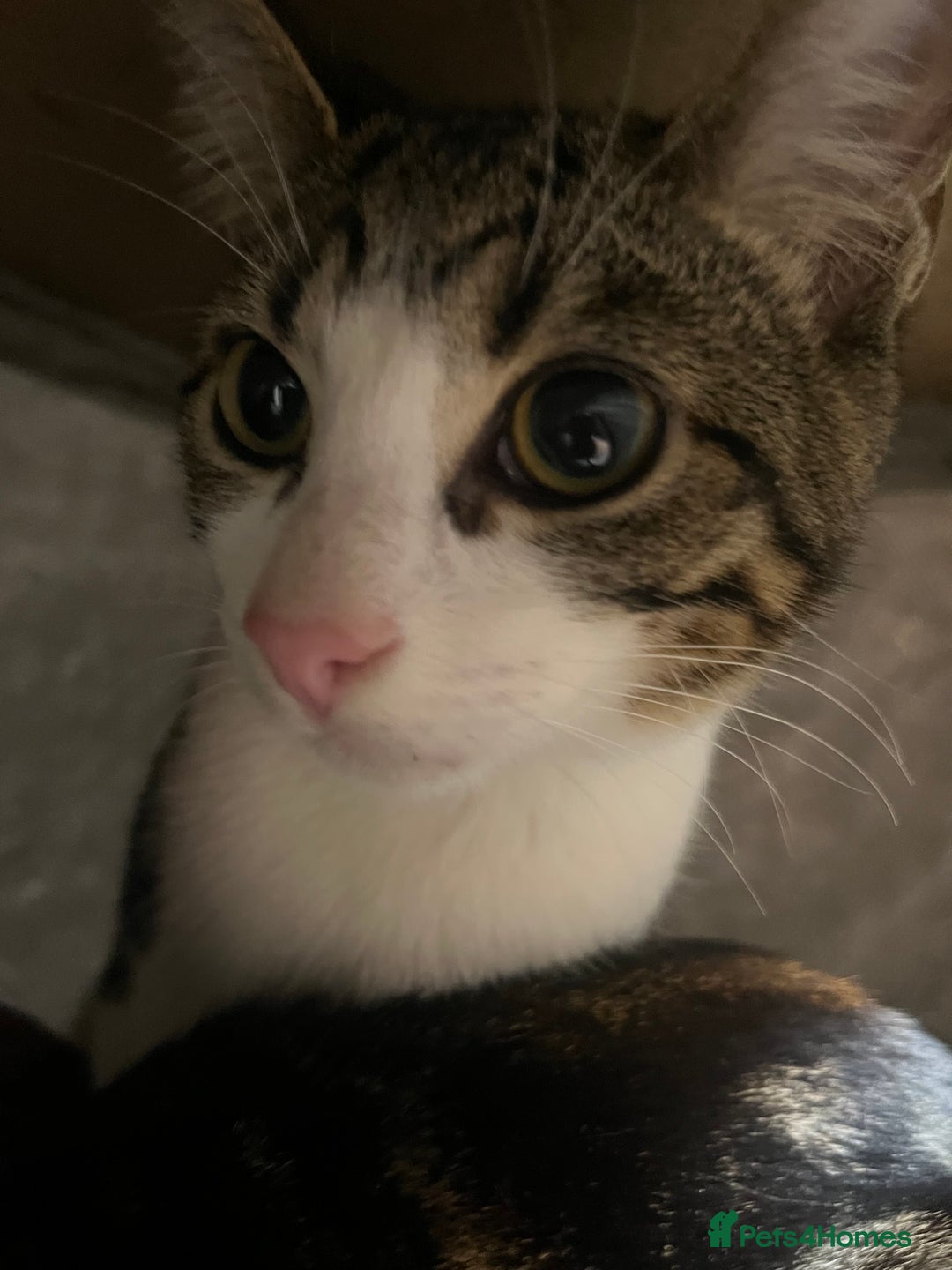 Mixed Breed cats for sale: 2 Boy kittens 6month old - Advert 6