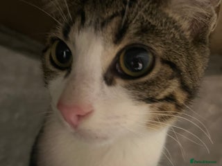 Mixed Breed cats 2 Boy kittens 6month old - Advert 21