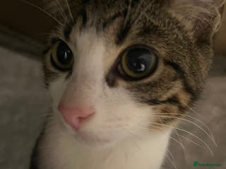 Mixed Breed cats 2 Boy kittens 6month old - Advert 23